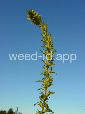 parentucellia, yellow
